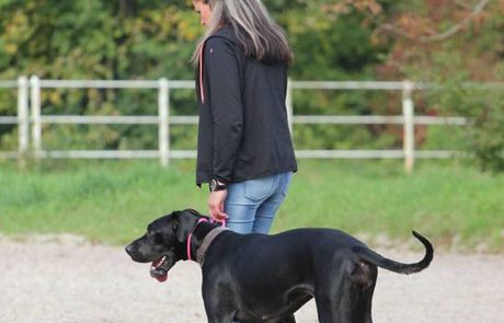 Gedragstherapie honden limburg