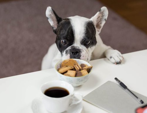 Waarom is chocolade zo gevaarlijk voor honden?