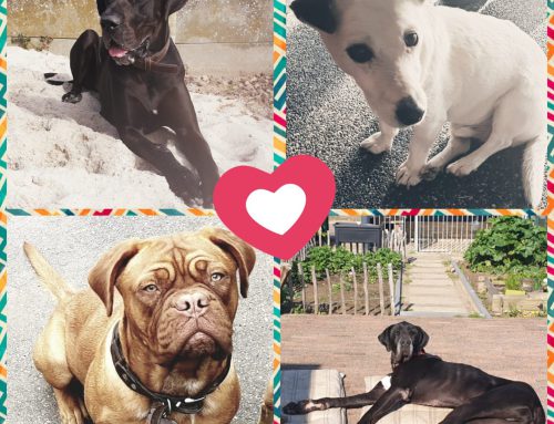 International dog day
