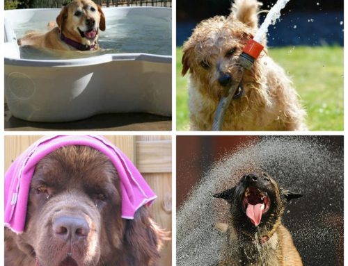 Wat te doen voor honden bij warm weer