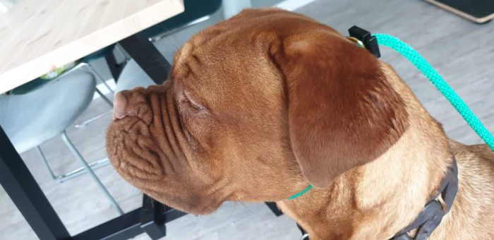 Professionele hondenriem voor honden tot 8 kg - Afbeelding 3