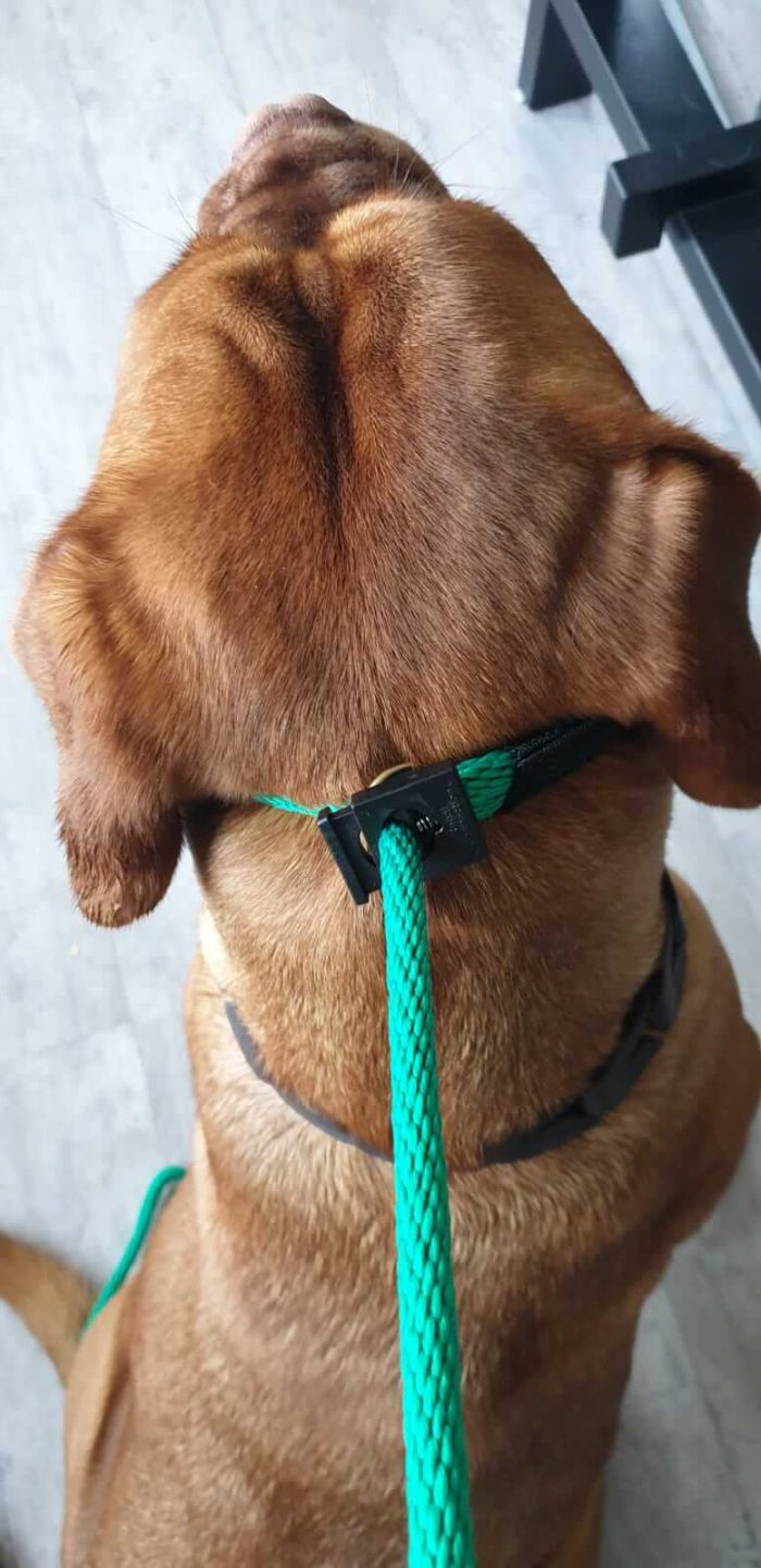 Professionele hondenriem voor honden tot 8 kg - Afbeelding 4