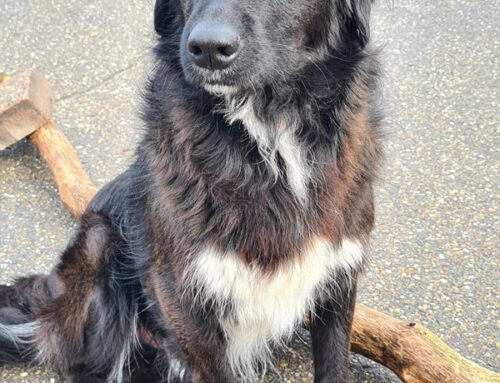 Hond Bassa met gedragsproblemen