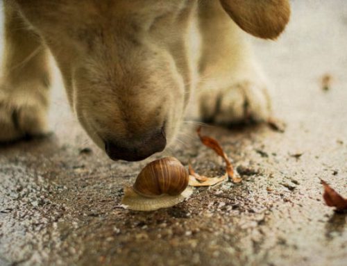 Waarom slakken gevaarlijk zijn voor een hond