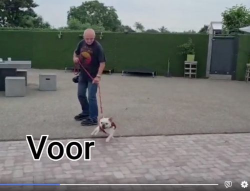 Juiste sturing geven aan pittige Franse Bulldog Snowy