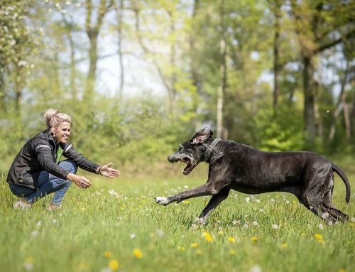 Je hond positief belonen