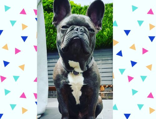 Franse bulldog Mylo houd van een uitdaging