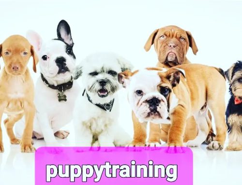 Laatste Puppytraining / puppyworkshop van 2022
