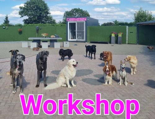 Workshop “Wat is hondentaal” 25 november 2022
