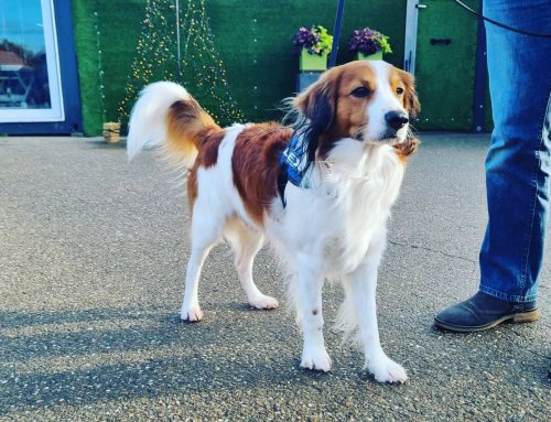 Kooiker hond is onzeker en valt aan