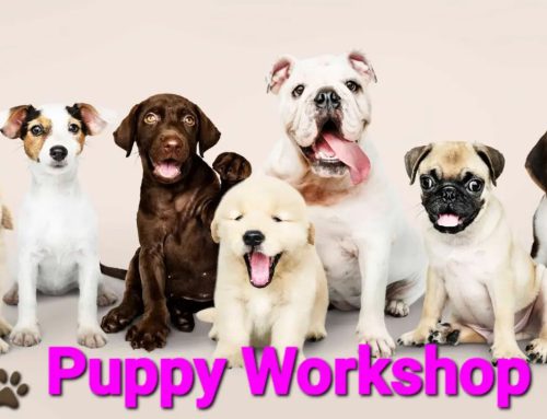 Puppy Workshop 3 februari