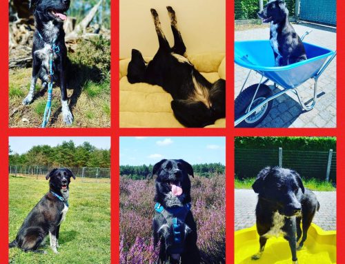 Gouden mandje gezocht voor Lucy