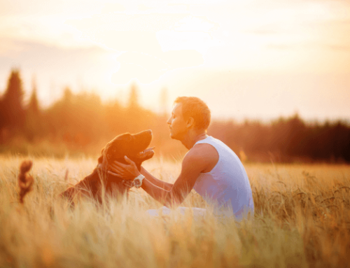 De psychologische voordelen van het hebben van een hond