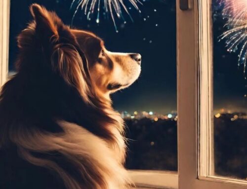 Vuurwerk en angst bij honden