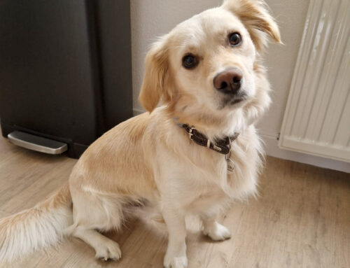 Spanning en stress bij hond Malibu