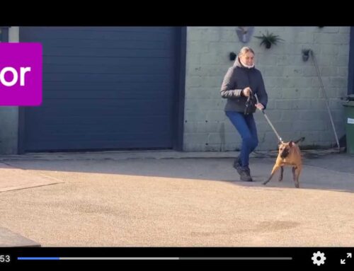 Puppy met hevig uitvalgedrag