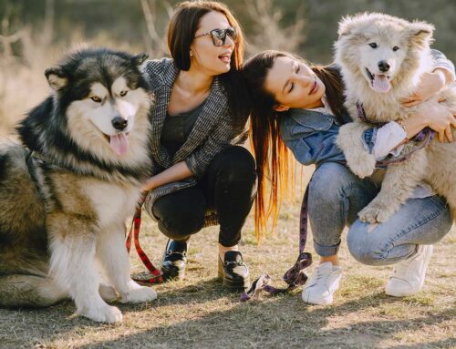 Groepstraining voor puber honden