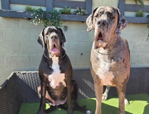Hond Scoob valt uit tegen honden en mensen