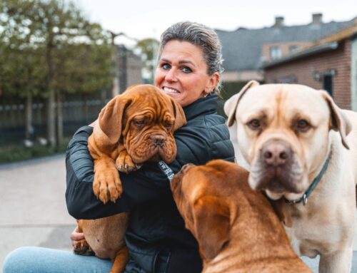 Het onterechte vooroordeel over hoog-risico honden!