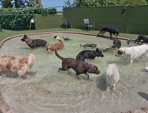 Wist je dat honden zweten op een andere manier als mensen?