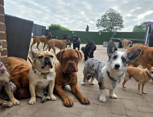 Wist je dat honden van nature roedeldieren zijn?
