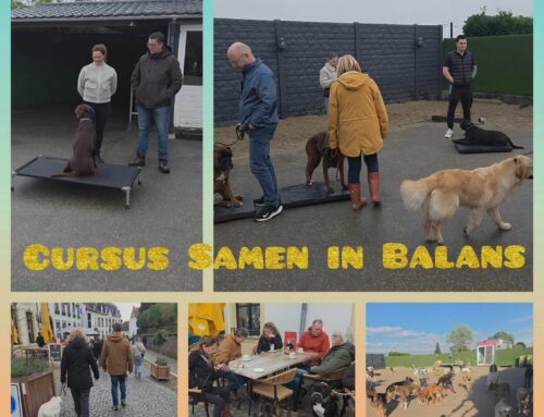 Hondencursus Samen in Balans start in januari 2026