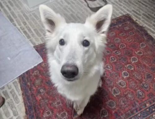 4 weken interne roedelopname training voor hond Donna en Moos