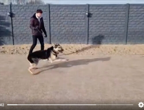 Herdershond Bas trekt aan de riem en valt uit naar andere honden